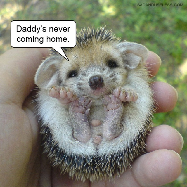 Delivering Bad News With Baby Animals (19 pics)