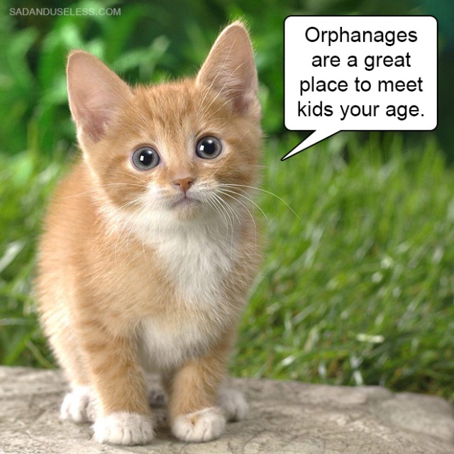 Delivering Bad News With Baby Animals (19 pics)