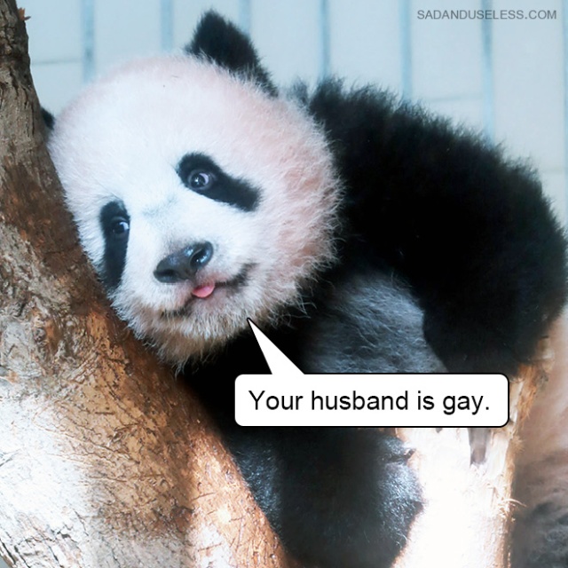 Delivering Bad News With Baby Animals (19 pics)