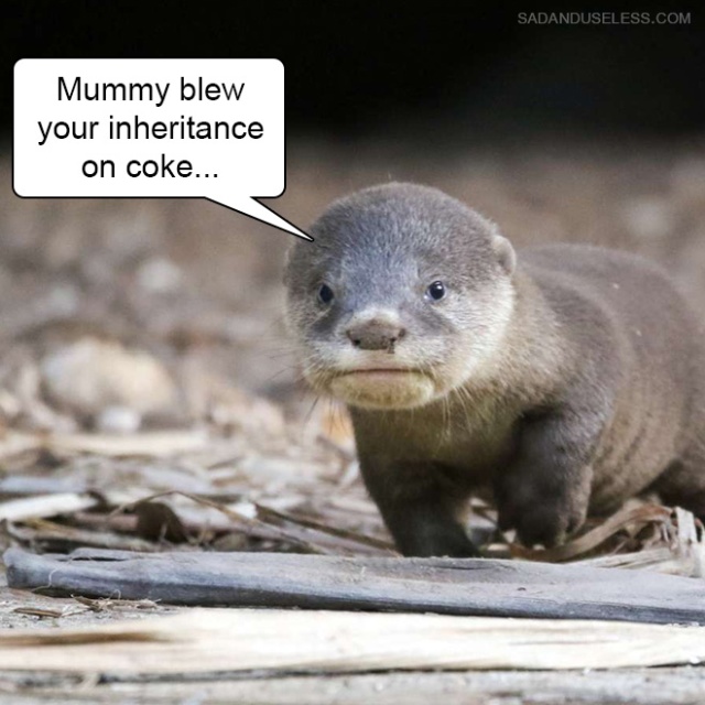 Delivering Bad News With Baby Animals (19 pics)
