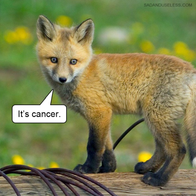 Delivering Bad News With Baby Animals (19 pics)