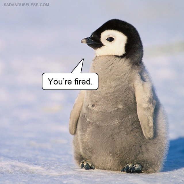 Delivering Bad News With Baby Animals (19 pics)