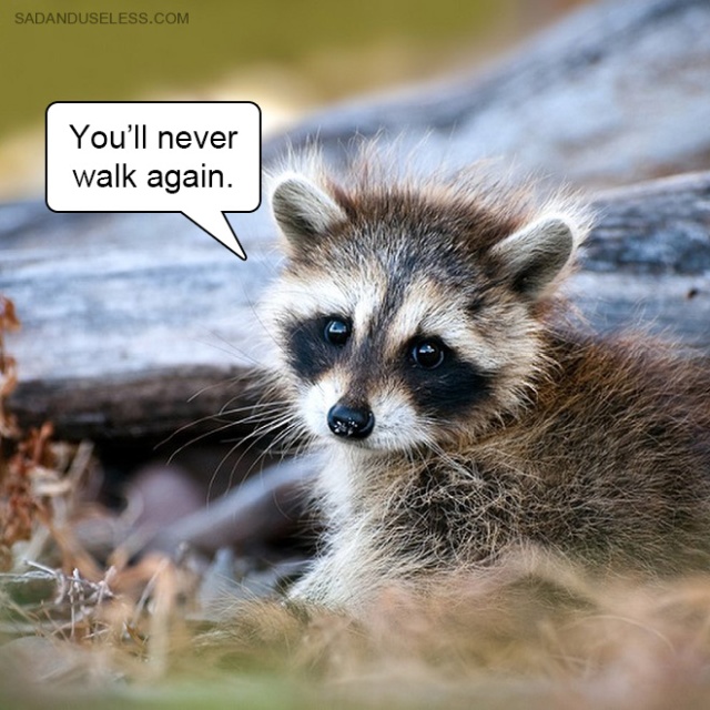 Delivering Bad News With Baby Animals (19 pics)