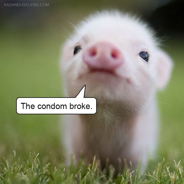 Delivering Bad News With Baby Animals (19 pics)