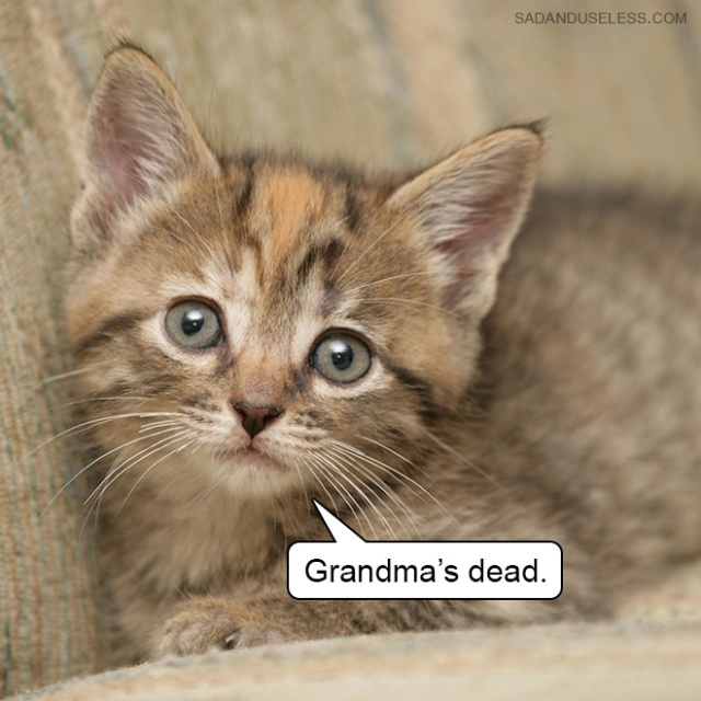 Delivering Bad News With Baby Animals (19 pics)