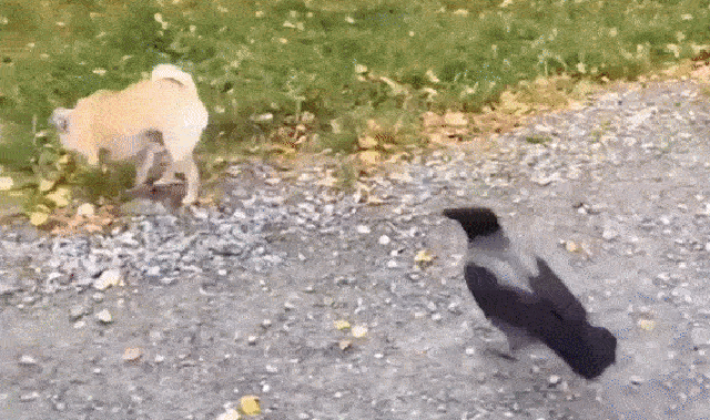 Acid Gifdump, March 6 (25 gifs)