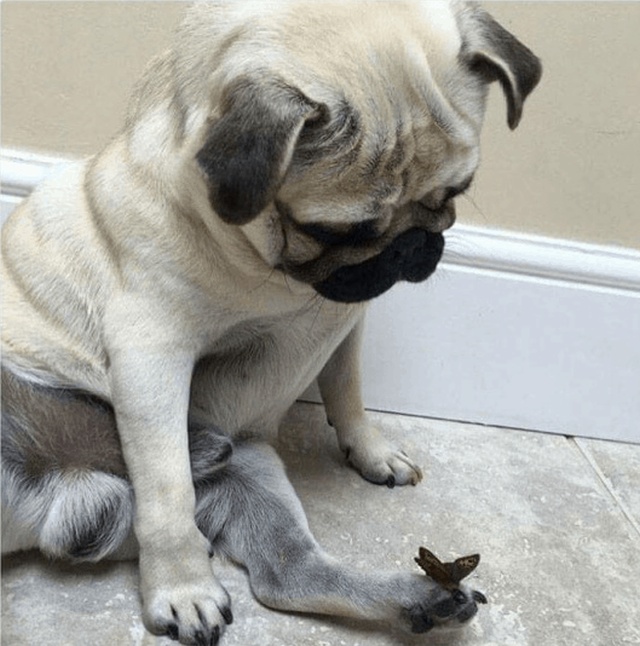 Cute Pugs (20 pics)