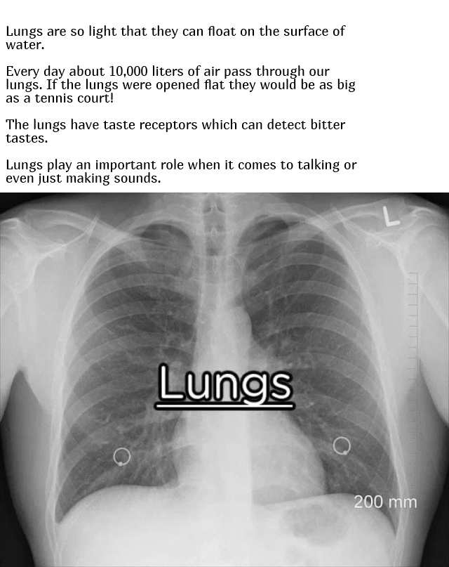 Interesting Facts About Our Body (10 pics)