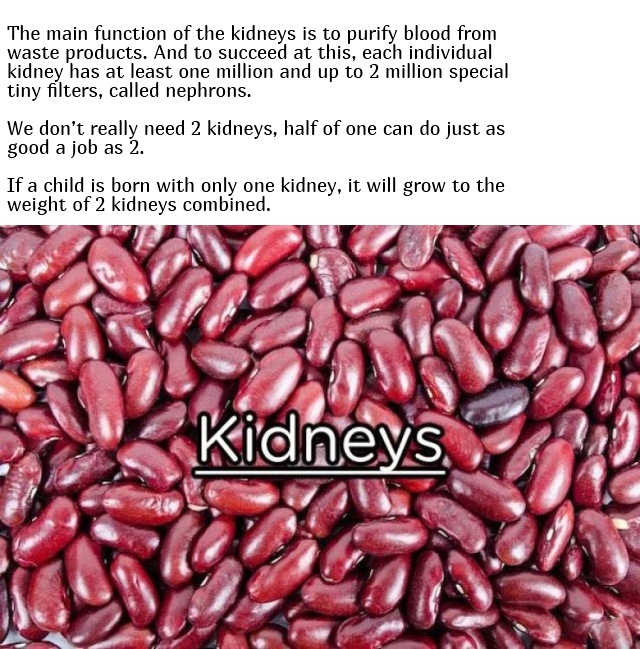 Interesting Facts About Our Body (10 pics)