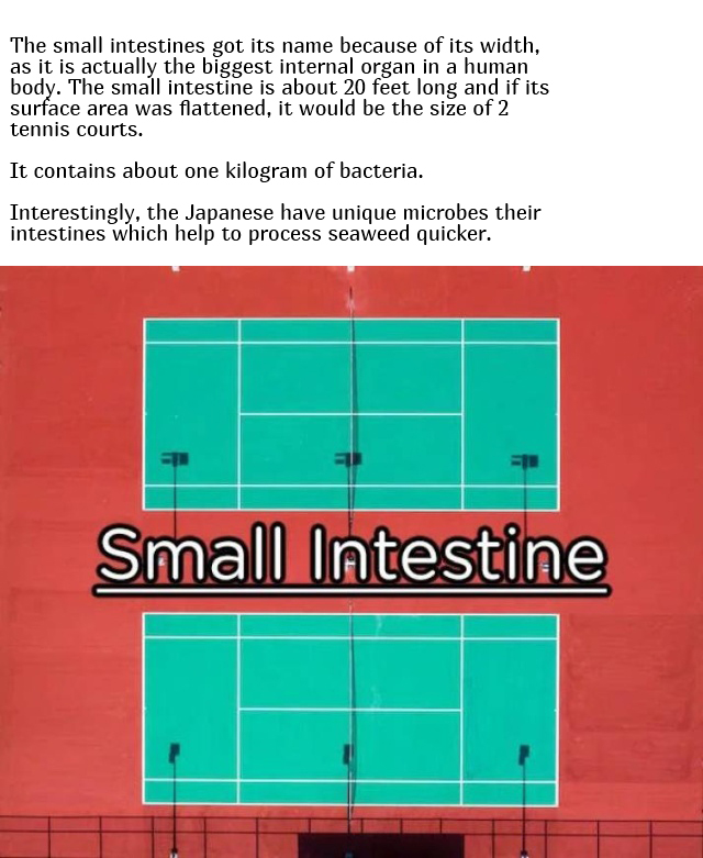 Interesting Facts About Our Body (10 pics)
