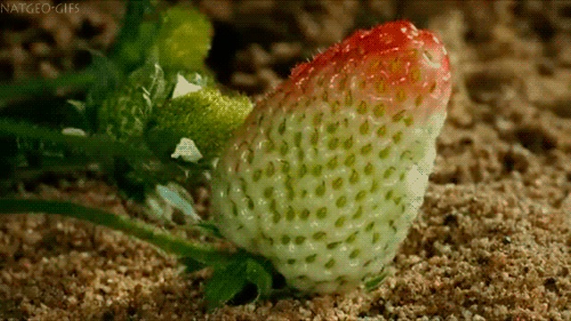 Plants Bloom In Fast-Motion (17 gifs)