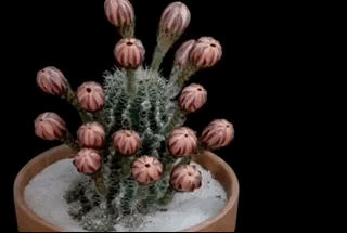 Plants Bloom In Fast-Motion (17 gifs)