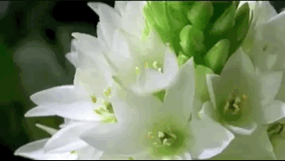 Plants Bloom In Fast-Motion (17 gifs)
