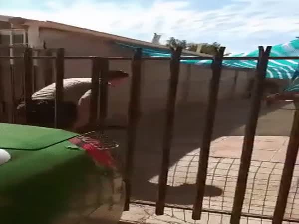 Good Job Officer!