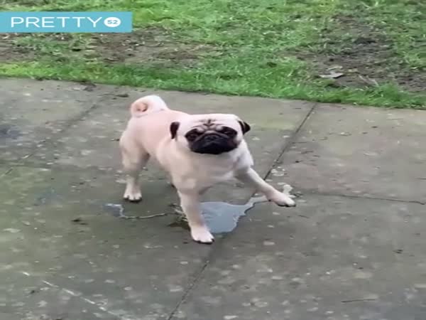 This Dog Lifts The Wrong Leg When Peeing