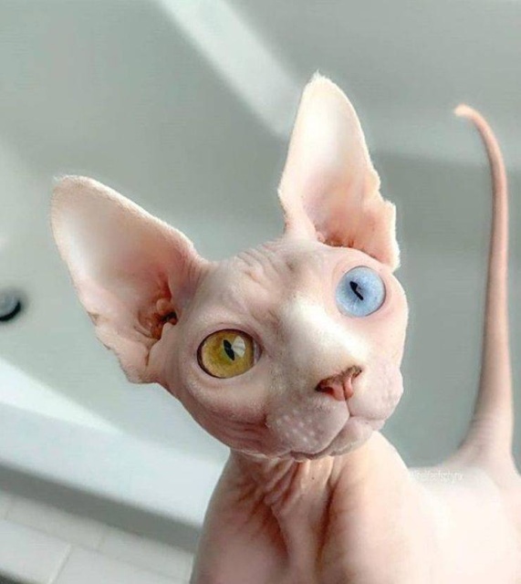 Acid Picdump (90 pics)
