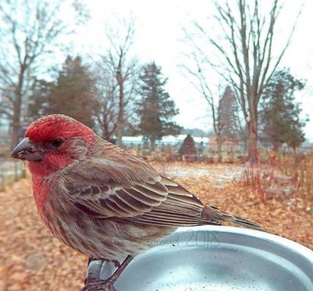 Very Close Photos Of Birds (30 pics)