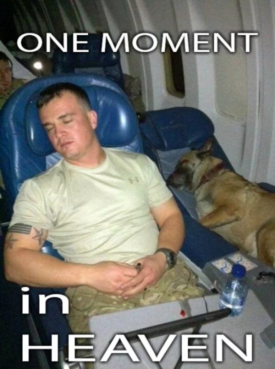 Service Dog Memes (36 pics)