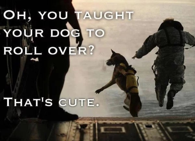 Service Dog Memes (36 pics)