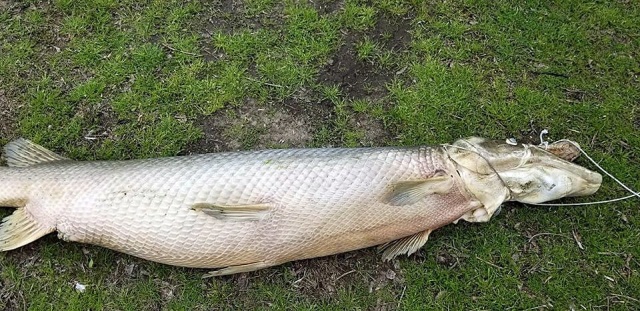 Giant Alligator Gar Caught in Lafreniere Park, Louisiana (6 pics)