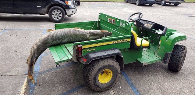 Giant Alligator Gar Caught in Lafreniere Park, Louisiana (6 pics)