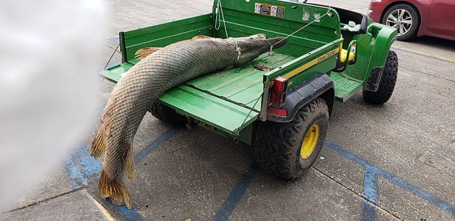 Giant Alligator Gar Caught in Lafreniere Park, Louisiana (6 pics)