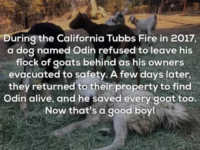 Interesting Facts (20 pics)