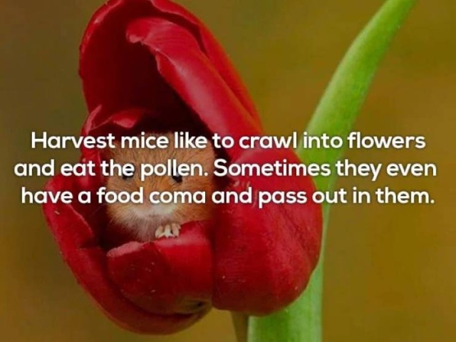 Interesting Facts (20 pics)