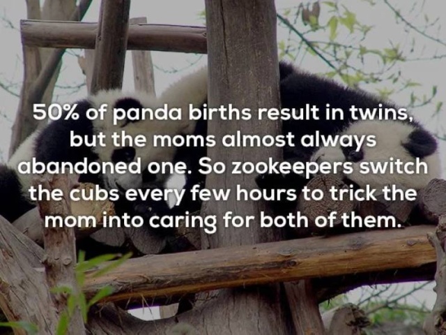 Interesting Facts (20 pics)