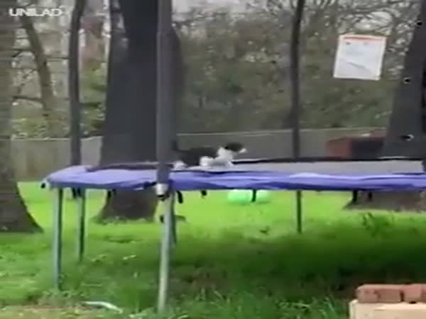 Cat Stuck On Trampoline