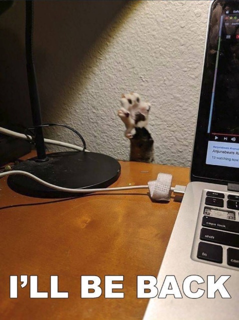 Acid Picdump (30 pics)