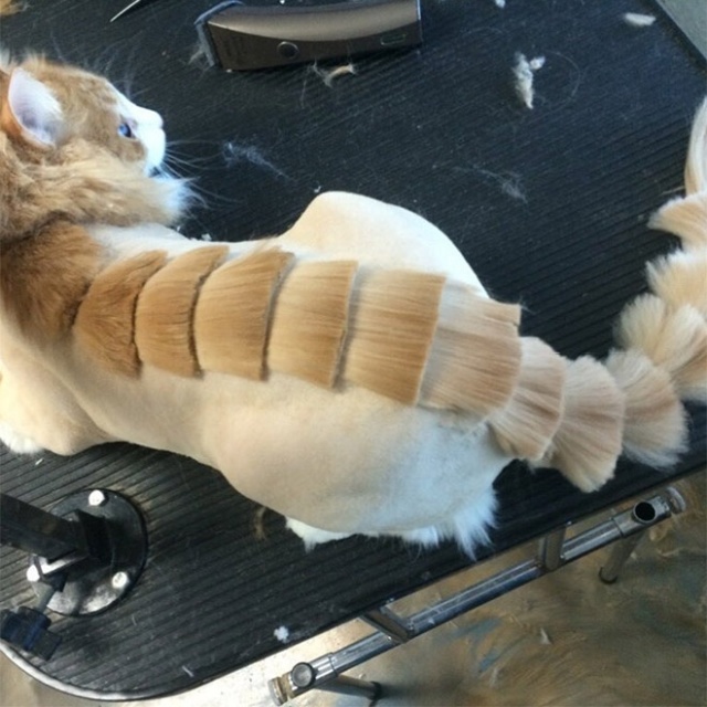 Dinosaur Cat Haircuts (20 pics)