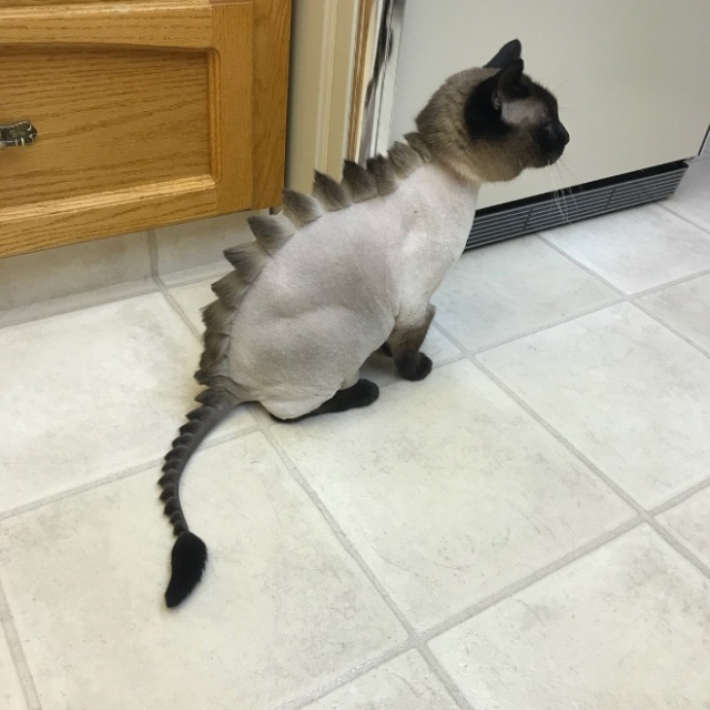 Dinosaur Cat Haircuts (20 pics)