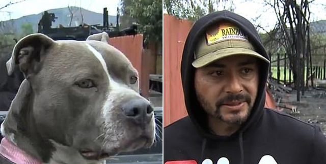 Father-of-three Runs Past Firefighters To Save His Dog Gabbana As His Home Is In Flames (6 pics)