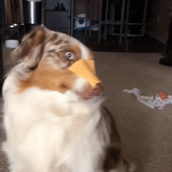 Throwing Cheese On Pets Gets Viral (18 gifs)