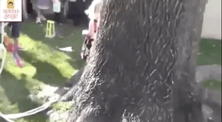 Dads Are Cool (19 gifs)