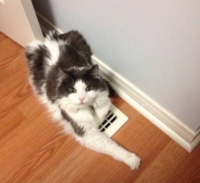 Hardcore Cats (20 pics)