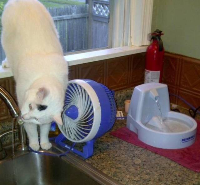 Hardcore Cats (20 pics)