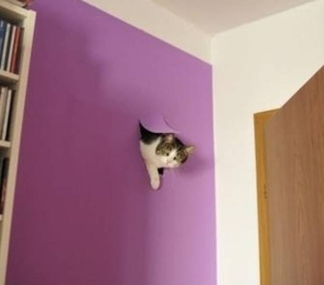 Hardcore Cats (20 pics)