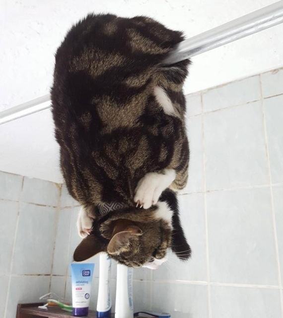 Hardcore Cats (20 pics)