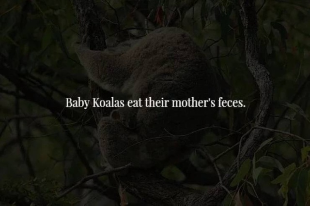These Facts Are Creepy (34 pics)