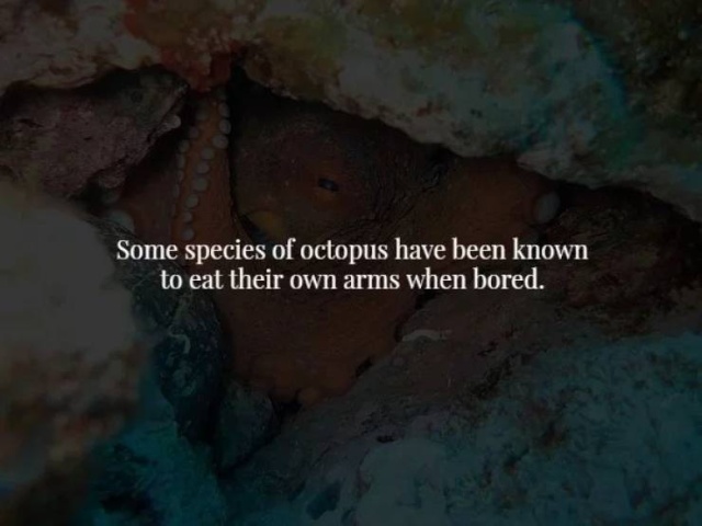 These Facts Are Creepy (34 pics)
