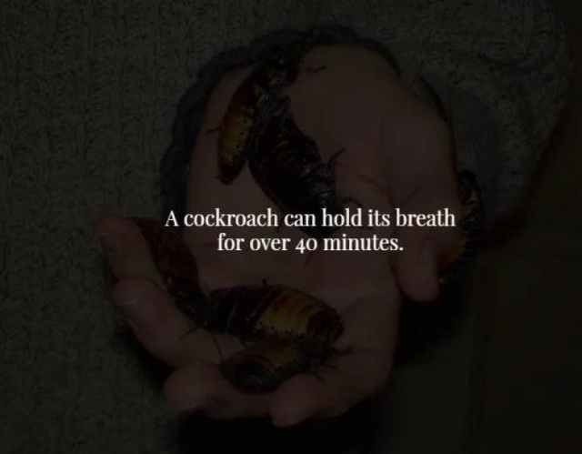 These Facts Are Creepy (34 pics)