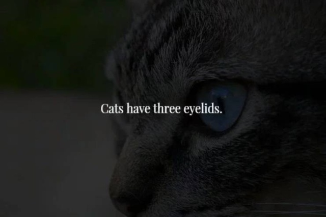 These Facts Are Creepy (34 pics)