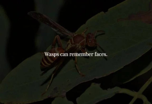 These Facts Are Creepy (34 pics)