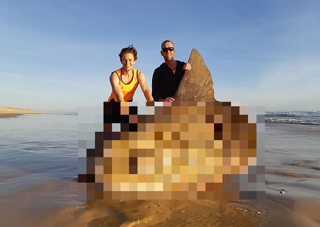 Giant Sunfish Is Found Washed Up On A Deserted Beach (3 pics)