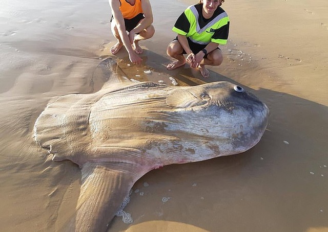 Giant Sunfish Is Found Washed Up On A Deserted Beach (3 pics)