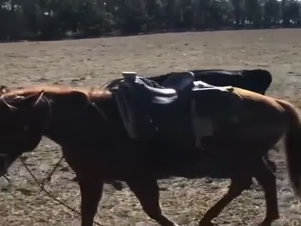 Horse Protecting Working Cowboy