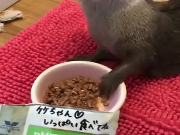Just An Otter Eating... Nothing Cute