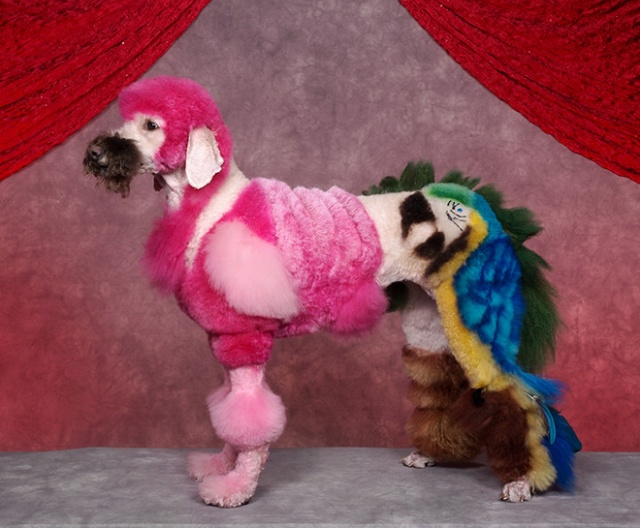 Competitive Dog Grooming (20 pics)